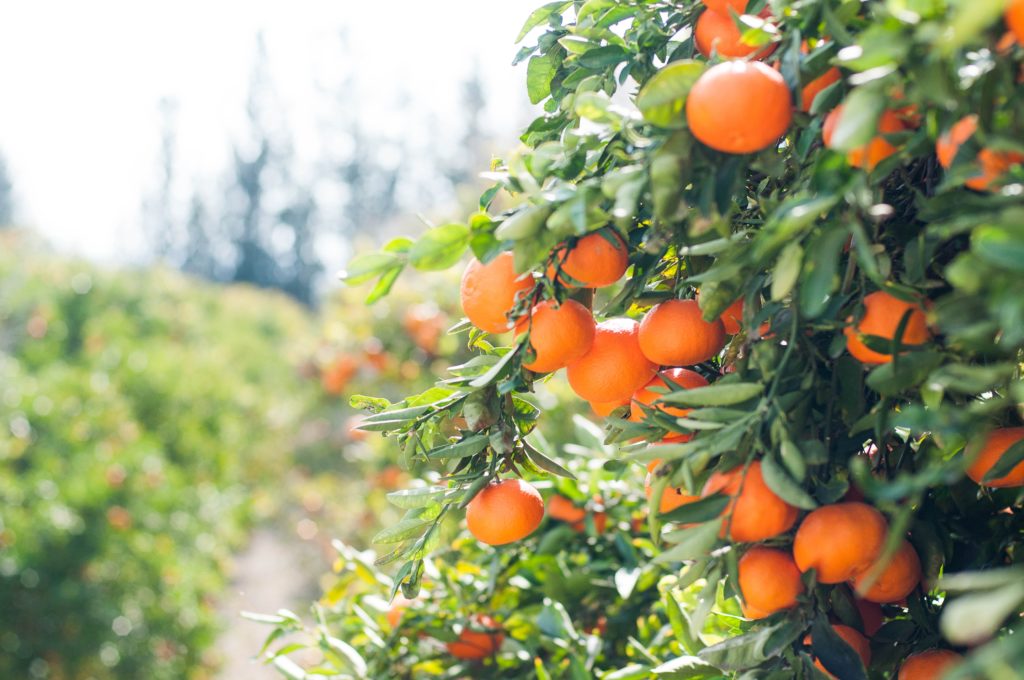 Klimaatbestendigheid van de land- en tuinbouwsector